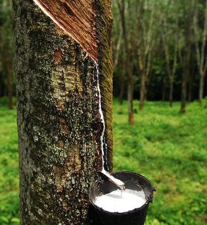 Malaysia reports 6.3 percent decrease in natural rubber production – Rubber  World – The Technical Service Magazine for the Rubber Industry